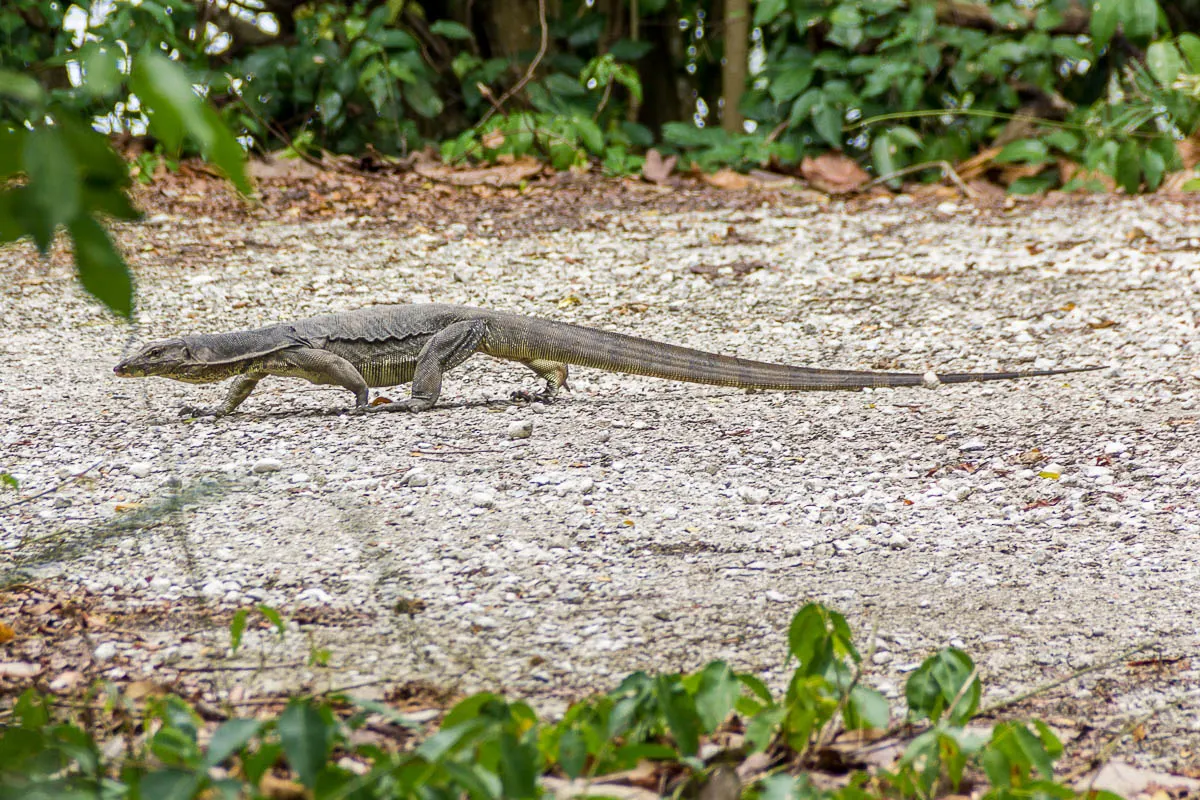 Monitor lizard at Migratory Bird Trail, Sungei Buloh Wetland Reserve, Kranji Countryside, Singapore