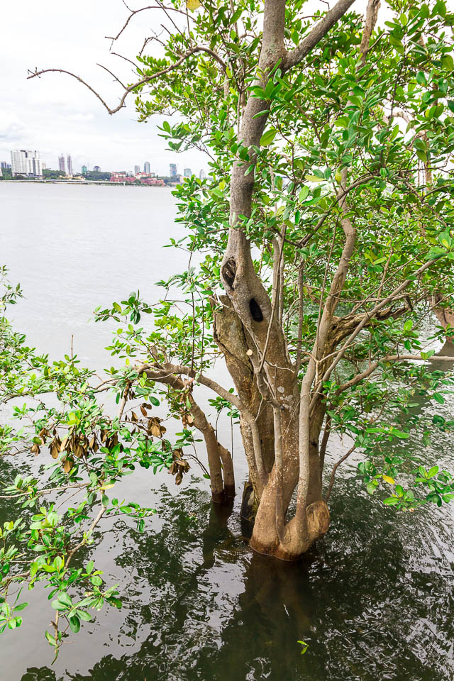 Mangrove at Migratory Bird Trail, Sungei Buloh Wetland Reserve, Kranji Countryside, Singapore