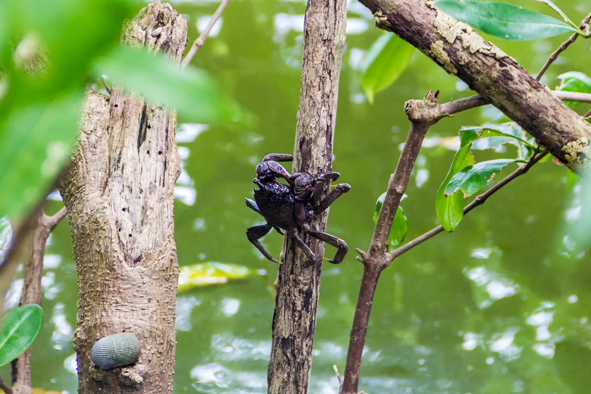 Tree-climbing crab at Migratory Bird Trail, Sungei Buloh Wetland Reserve, Kranji Countryside, Singapore