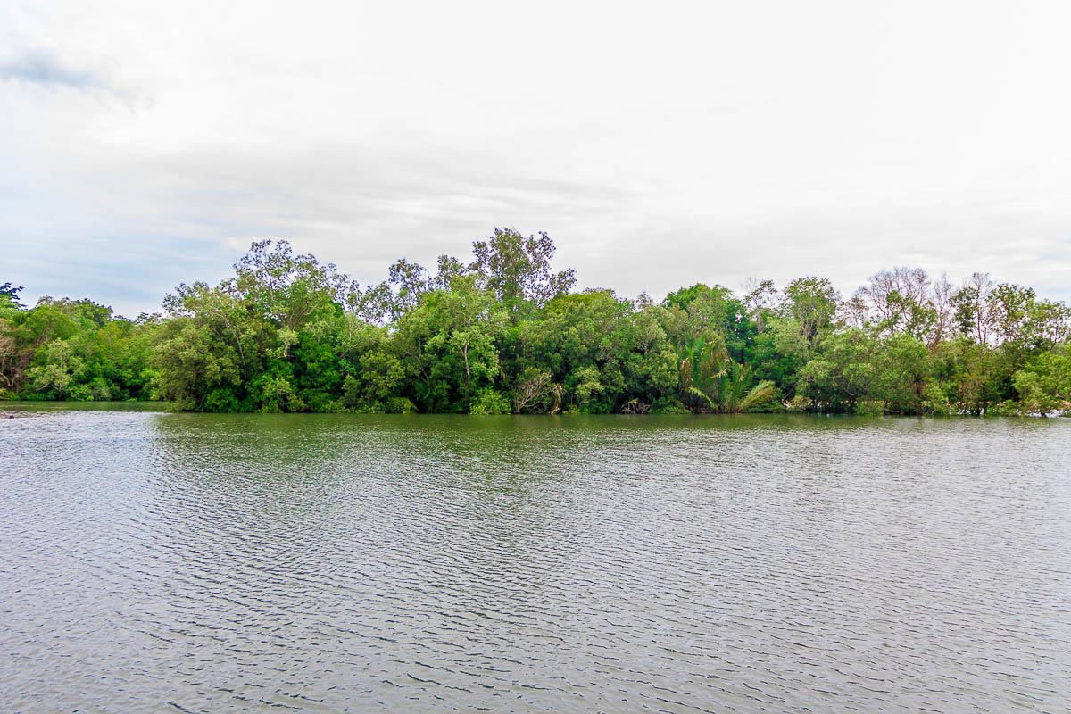 Mangrove at Migratory Bird Trail, Sungei Buloh Wetland Reserve, Kranji Countryside, Singapore