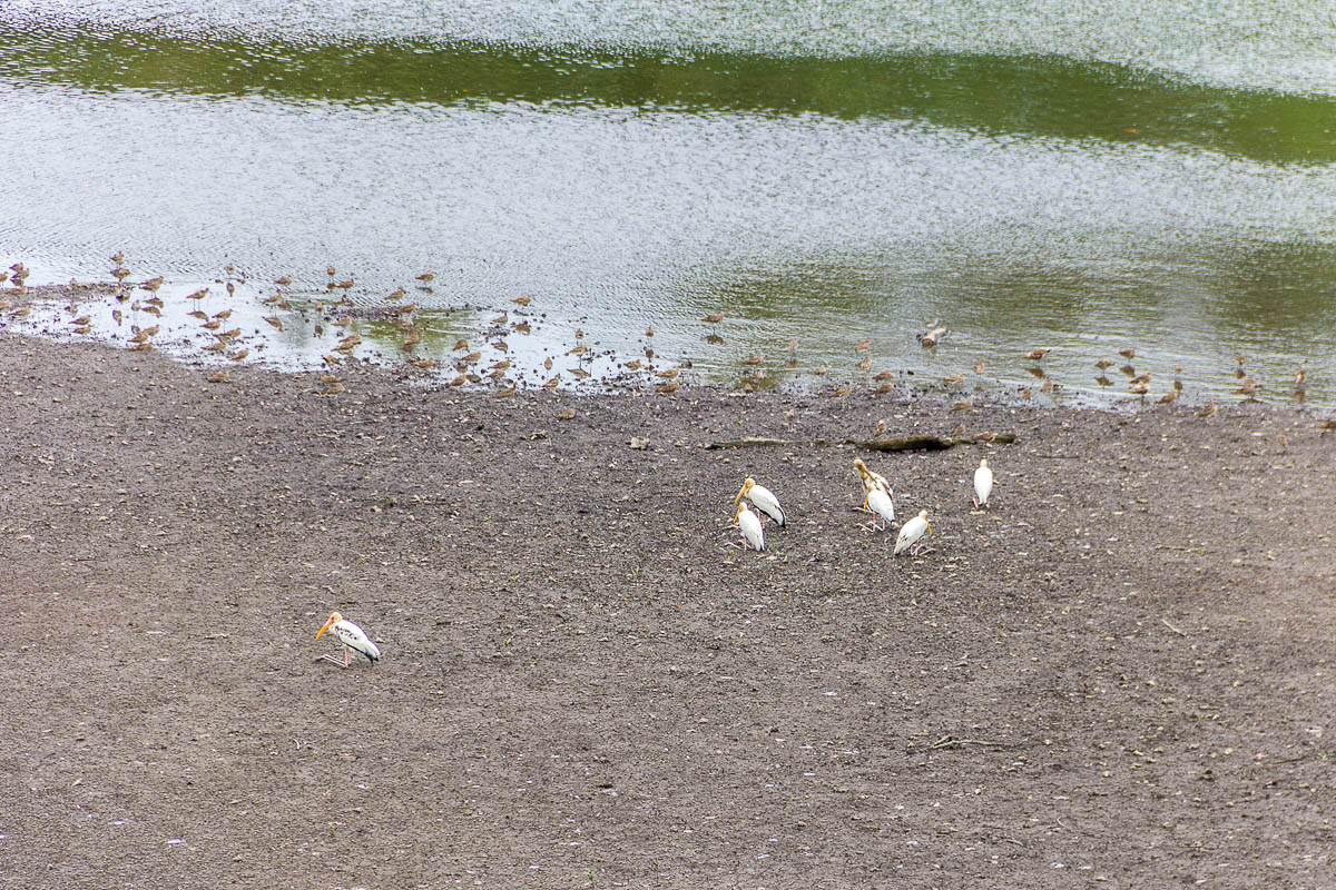Birds at mudflat at Migratory Bird Trail, Sungei Buloh Wetland Reserve, Kranji Countryside, Singapore