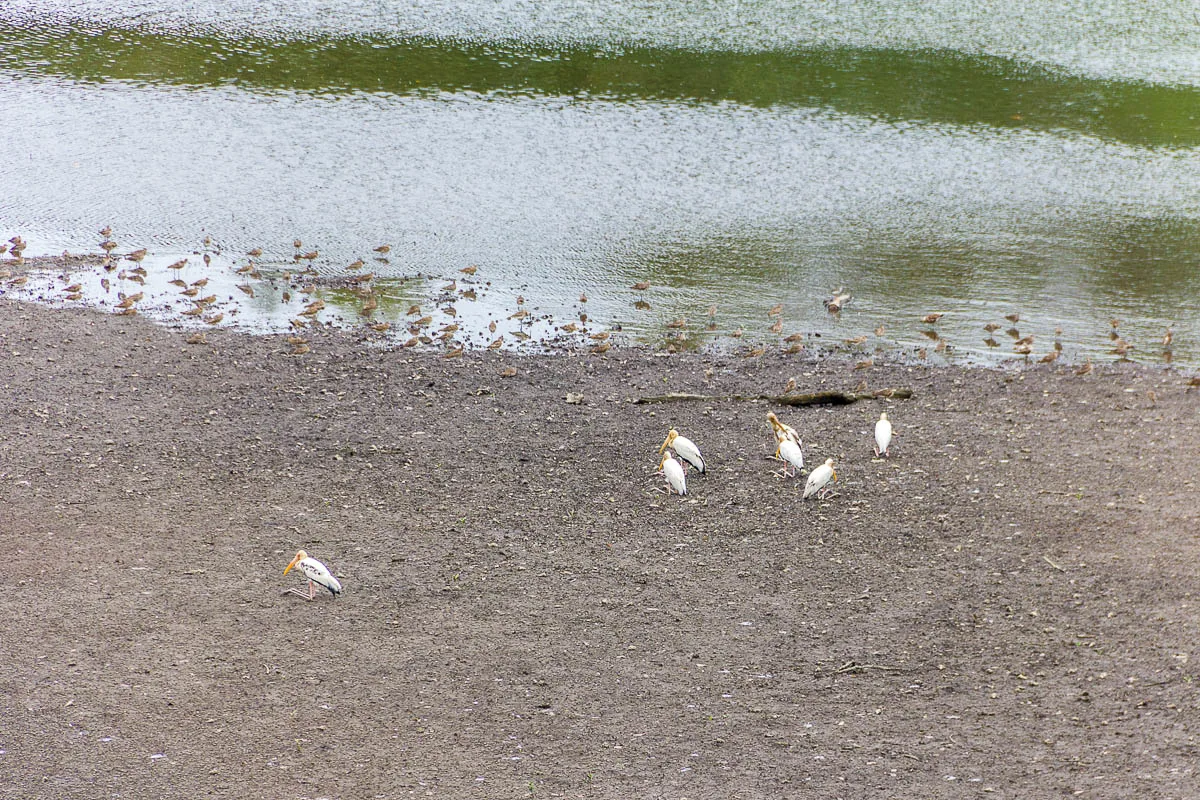 Birds at mudflat at Migratory Bird Trail, Sungei Buloh Wetland Reserve, Kranji Countryside, Singapore