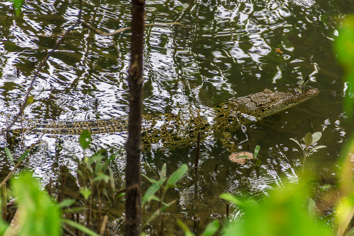 Crocodile at Migratory Bird Trail, Sungei Buloh Wetland Reserve, Kranji Countryside, Singapore