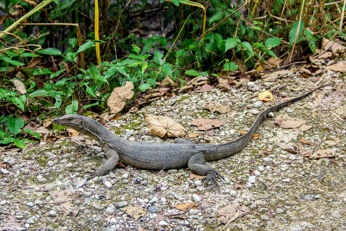 Monitor lizard at Migratory Bird Trail, Sungei Buloh Wetland Reserve, Kranji Countryside, Singapore