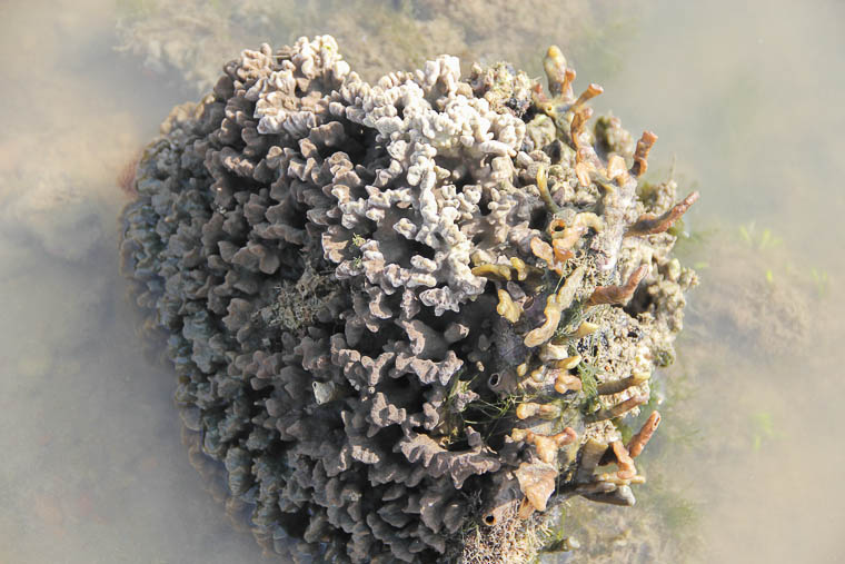 NParks Intertidal Guided Walk Sisters Island - May 2017