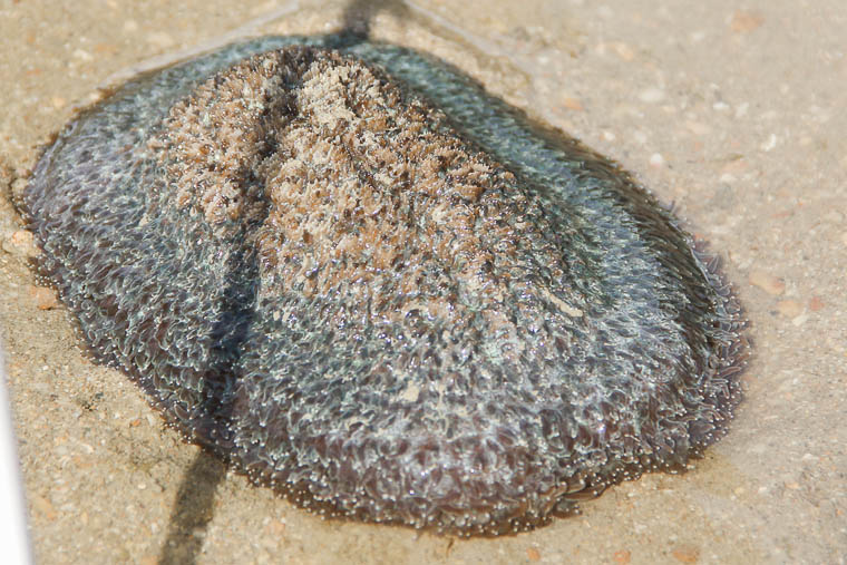 NParks Intertidal Guided Walk Sisters Island - May 2017