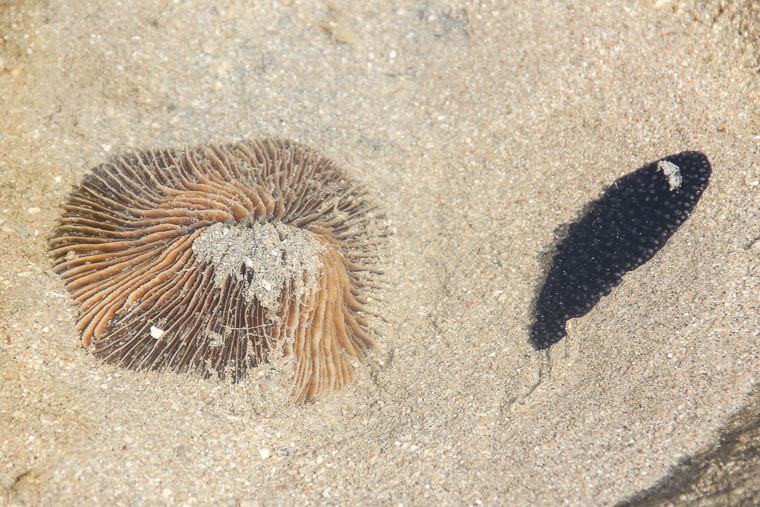 NParks Intertidal Guided Walk Sisters Island-21