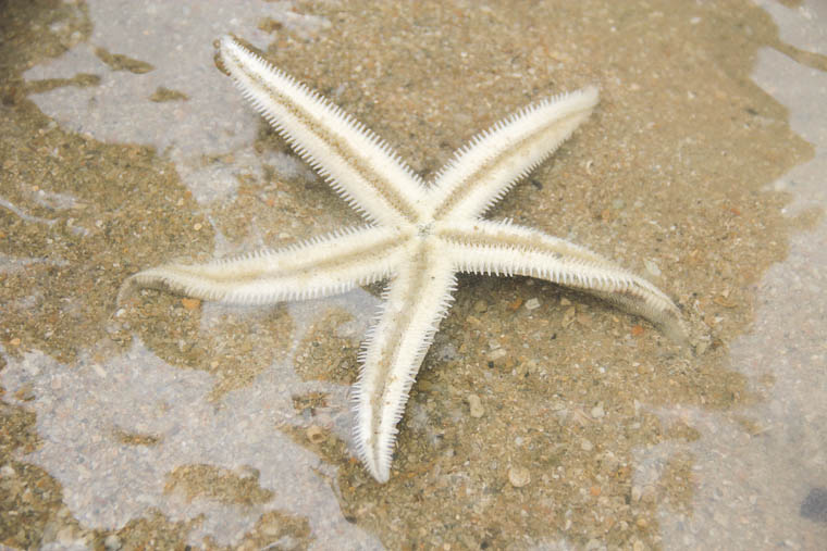 NParks Intertidal Guided Walk Sisters Island - May 2017