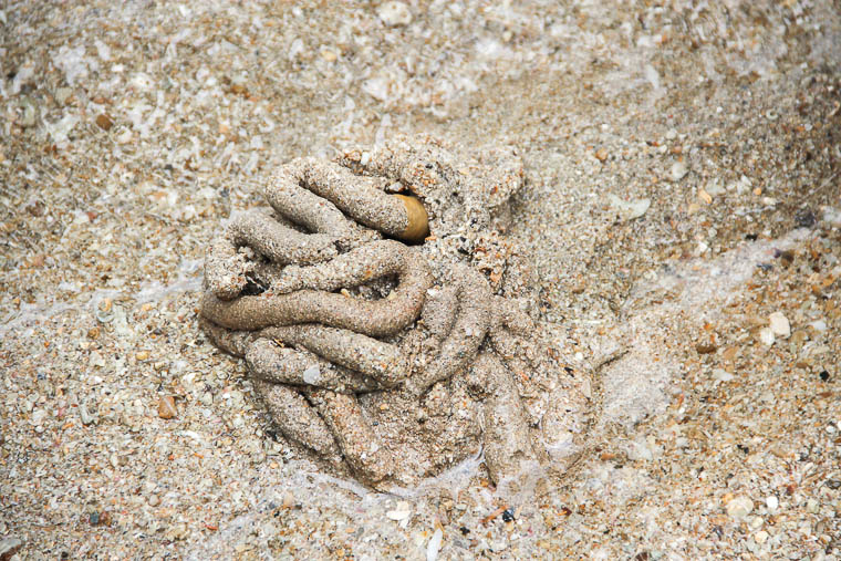 NParks Intertidal Guided Walk Sisters Island - May 2017