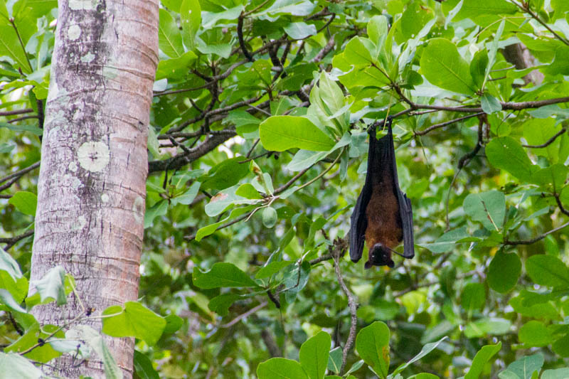 Bat in Hangnaameedhoo, Maldives