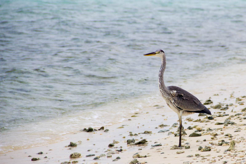 Bird in Hangnaameedhoo, Maldives