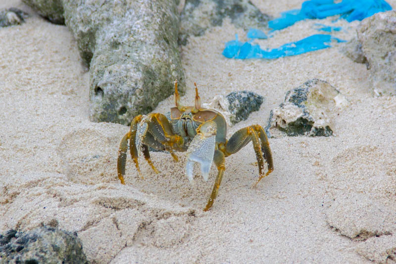 Crab in Hangnaameedhoo, Maldives