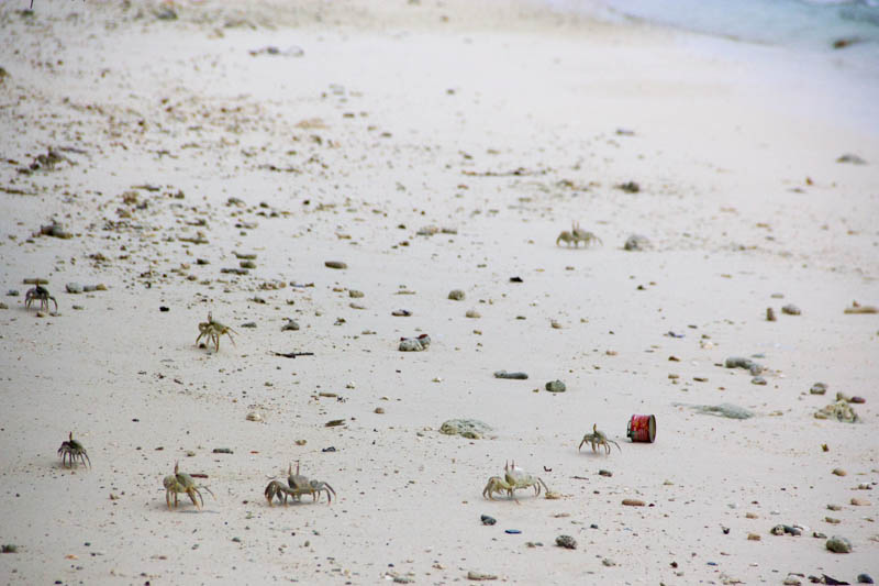 Crab in Hangnaameedhoo, Maldives