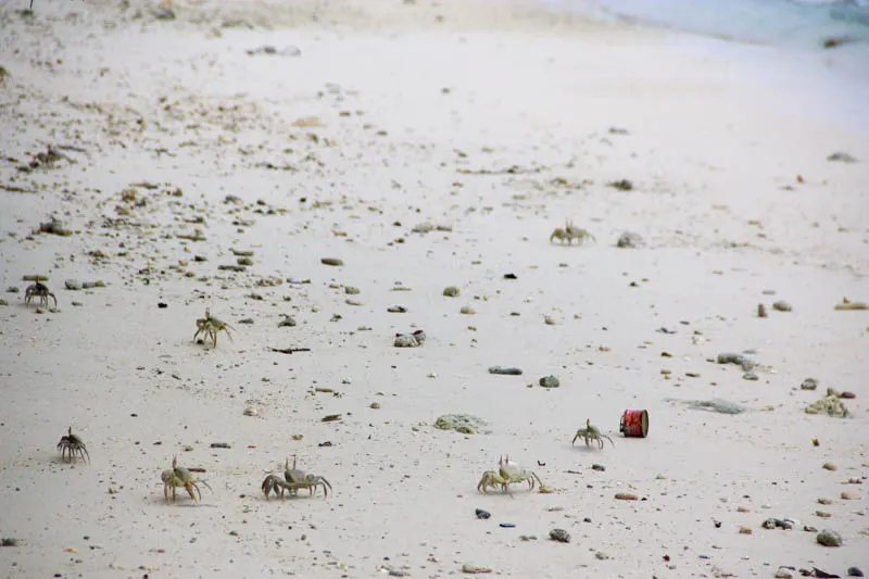 Crab in Hangnaameedhoo, Maldives