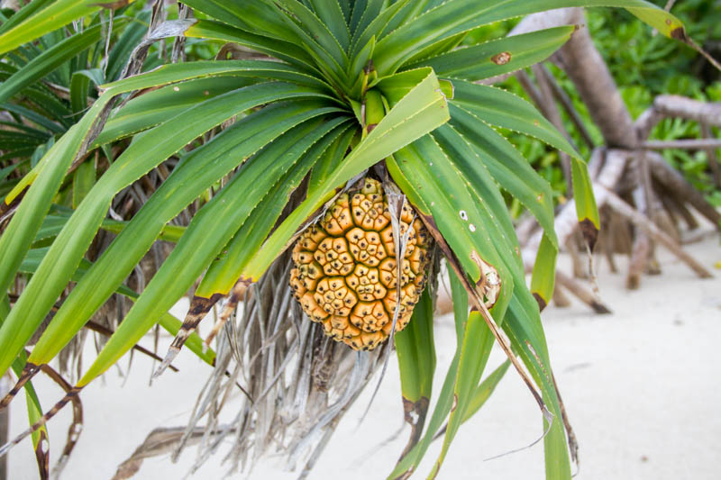 Fruit or plant in Hangnaameedhoo, Maldives
