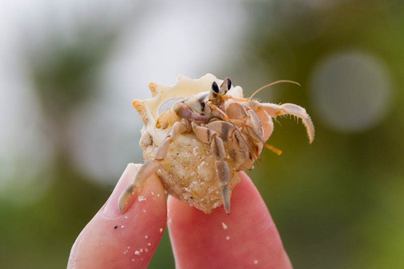 Hermit Crab in Hangnaameedhoo, Maldives