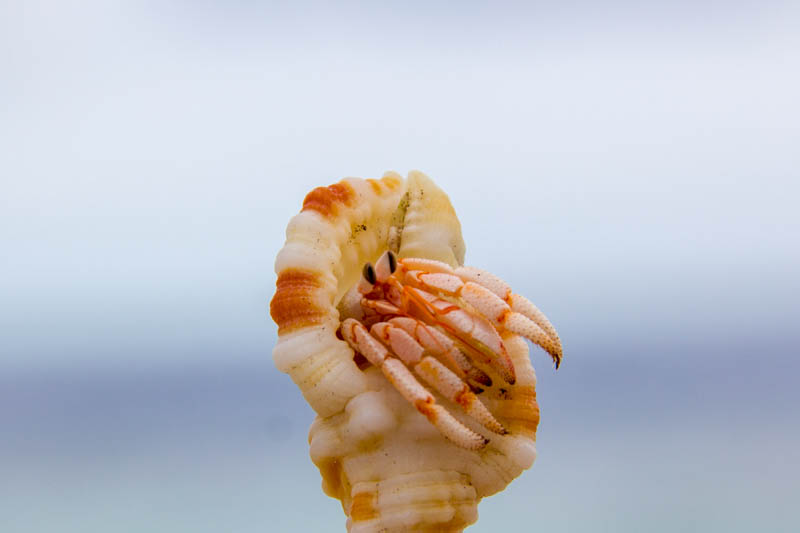 Hermit Crab in Hangnaameedhoo, Maldives