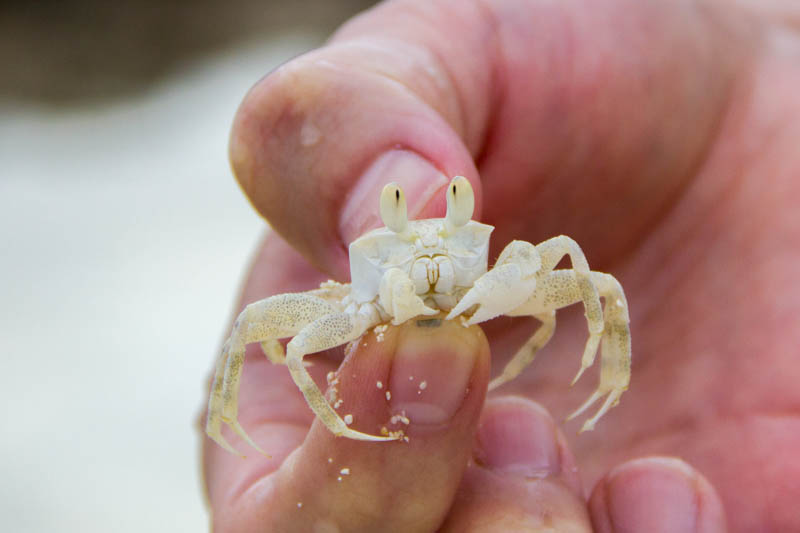 Small Crab in Hangnaameedhoo, Maldives