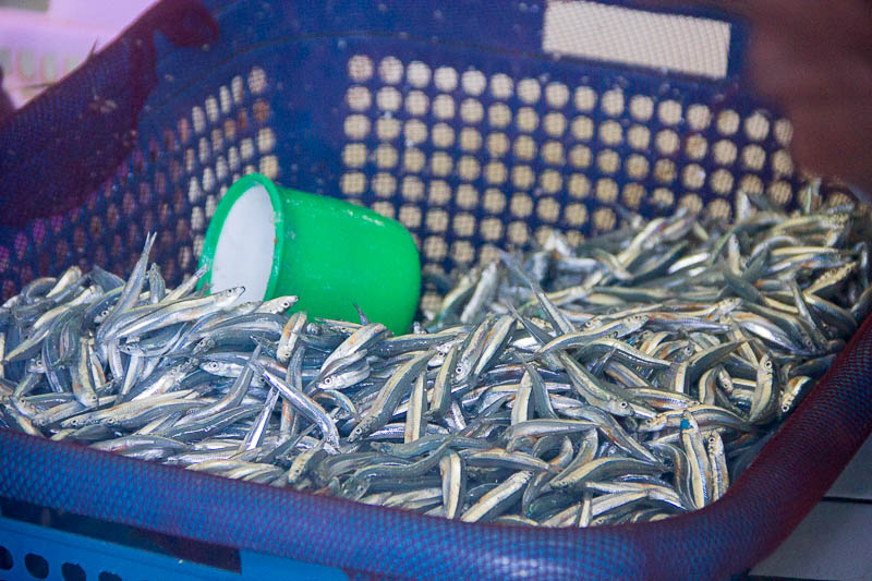 Male Fish Market