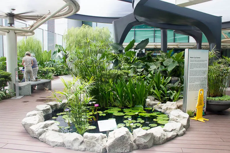Things to Do in Changi Airport, Singapore - Terminal 1, Water Lily Garden
