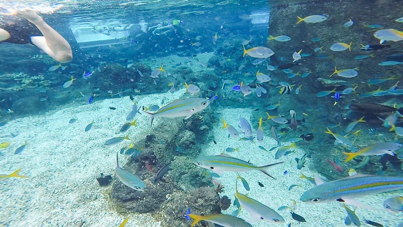 Adventure Cove Waterpark Singapore - Rainbow Reef