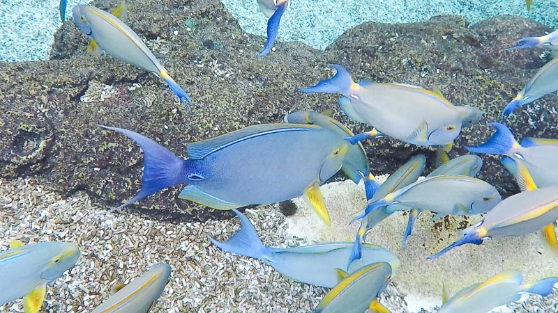 Adventure Cove Waterpark Singapore - Rainbow Reef