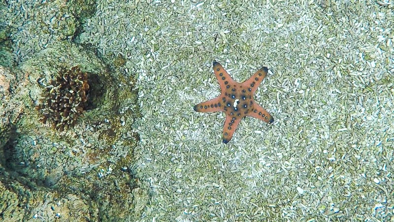 Adventure Cove Waterpark Singapore - Rainbow Reef - Starfish