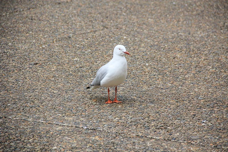 Sydney's birds