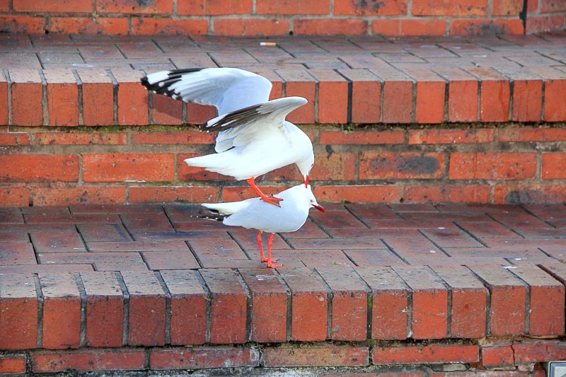 Sydney's birds