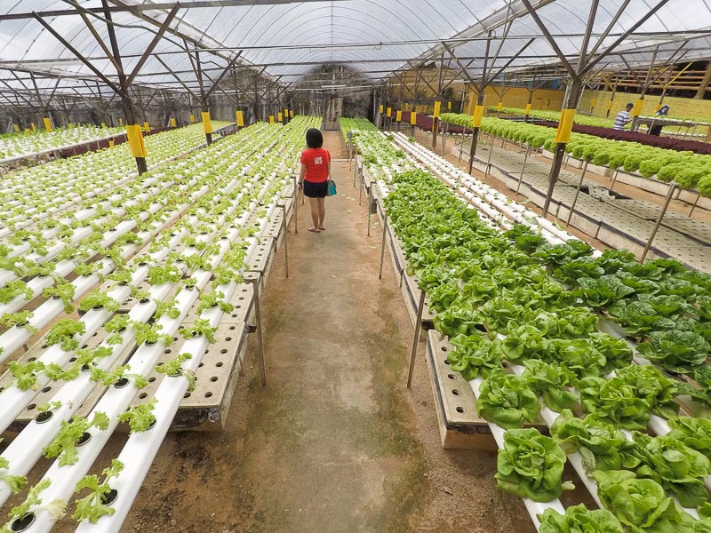 Big Red Strawberry Farm in Brinchang, Cameron Highlands, Malaysia