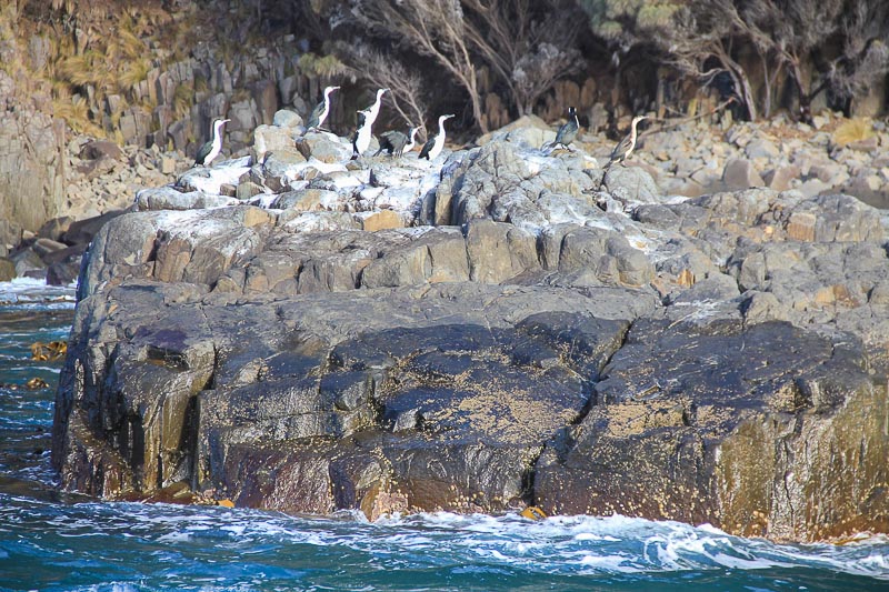 Tasman Island Cruises