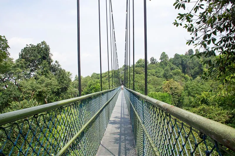 Places in Singapore You Can Visit for Free - TreeTop Walk MacRitchie