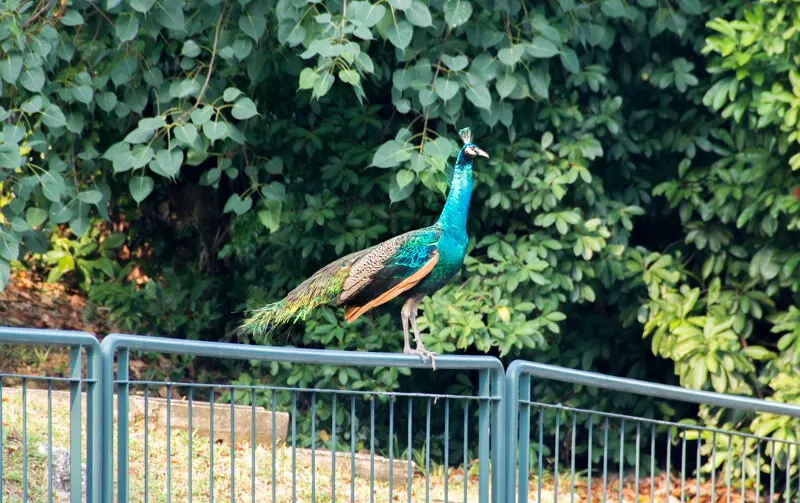 Peacock in Sentosa