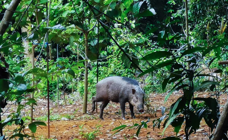 Wild boar at pulau ubin singapore
