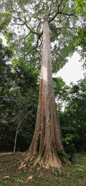 Giant tree at pulau ubin singapore