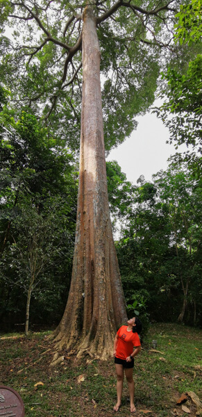 Giant tree at pulau ubin singapore