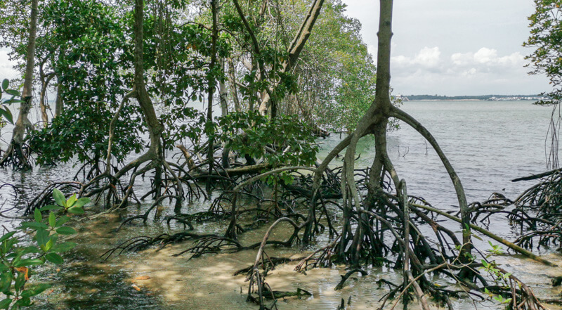 Mangrove Boardwalk, Chek Jawa