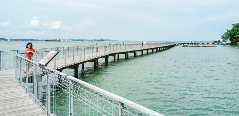 Chek Jawa Coastal Boardwalk