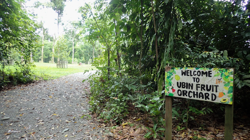 Ubin Fruit Orchard