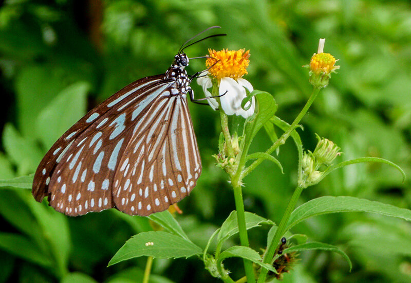 Ubin Butterfly Hills