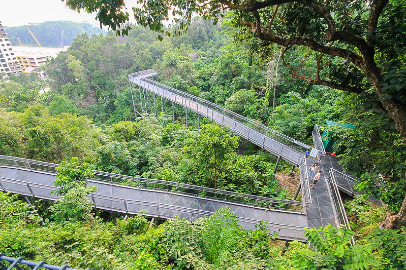 Running at Forest Canopy - Southern Ridges Singapore