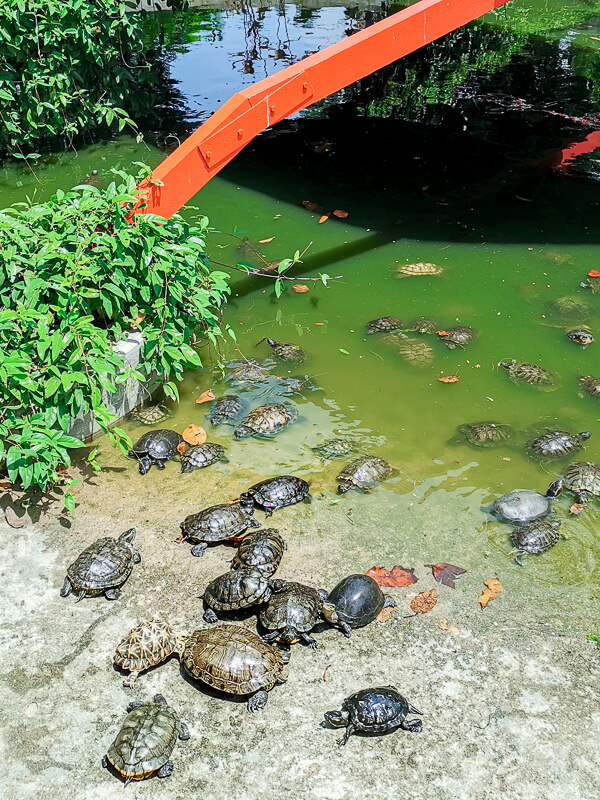 Kusu Island Singapore - things to do - tortoise sanctuary