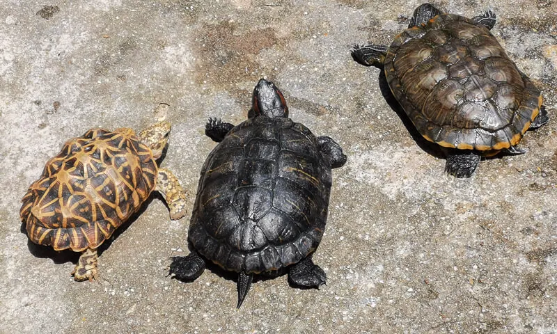 Kusu Island Singapore - things to do - tortoise shelter