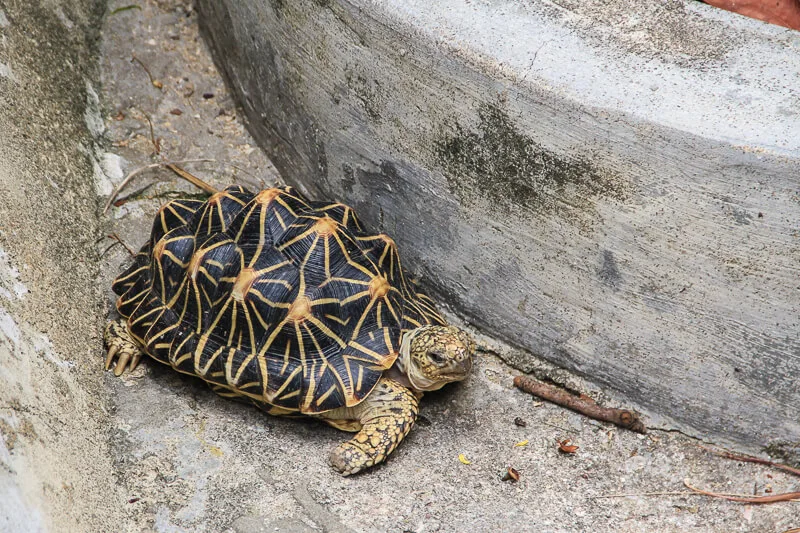 Kusu Island Singapore - things to do - tortoise sanctuary