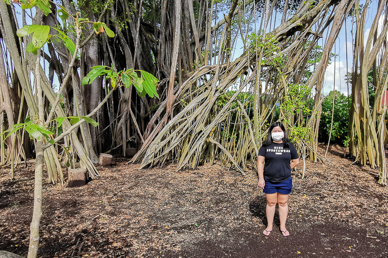 Sembawang Hot Sping Park - Banyan Tree