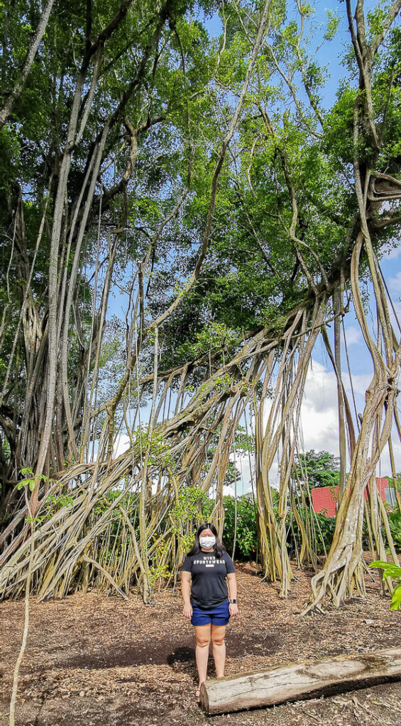 Sembawang Hot Sping Park - Banyan Tree