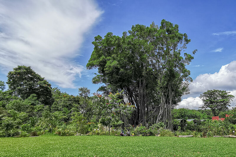 Sembawang Hot Sping Park - Banyan Tree