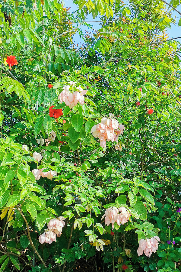 Sembawang Hot Sping Park - Floral Walk