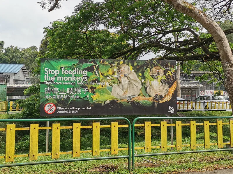 MacRitchie Reservoir - Don't feed the monkey