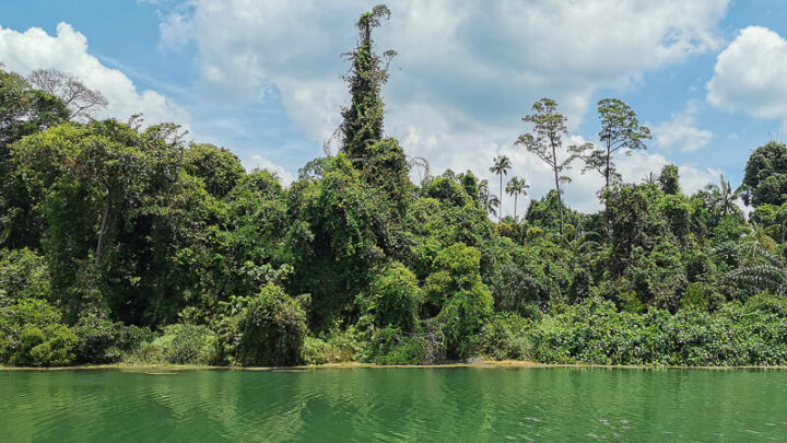 Visiting MacRitchie Reservoir: Everything You Need To Know